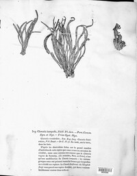 Clavulinopsis helvola image